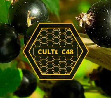 Табак CULTT C48 Black Currant (Культт Черная Смородина) 100 грамм Felix Shop